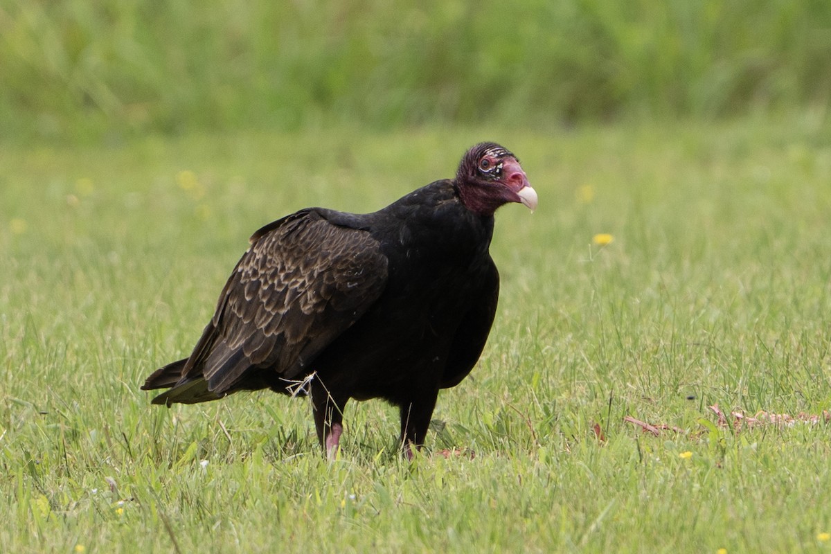 Turkey Vulture - ML637764550