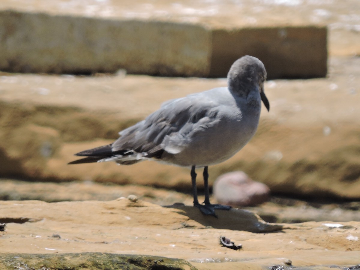 Gray Gull - ML637764552