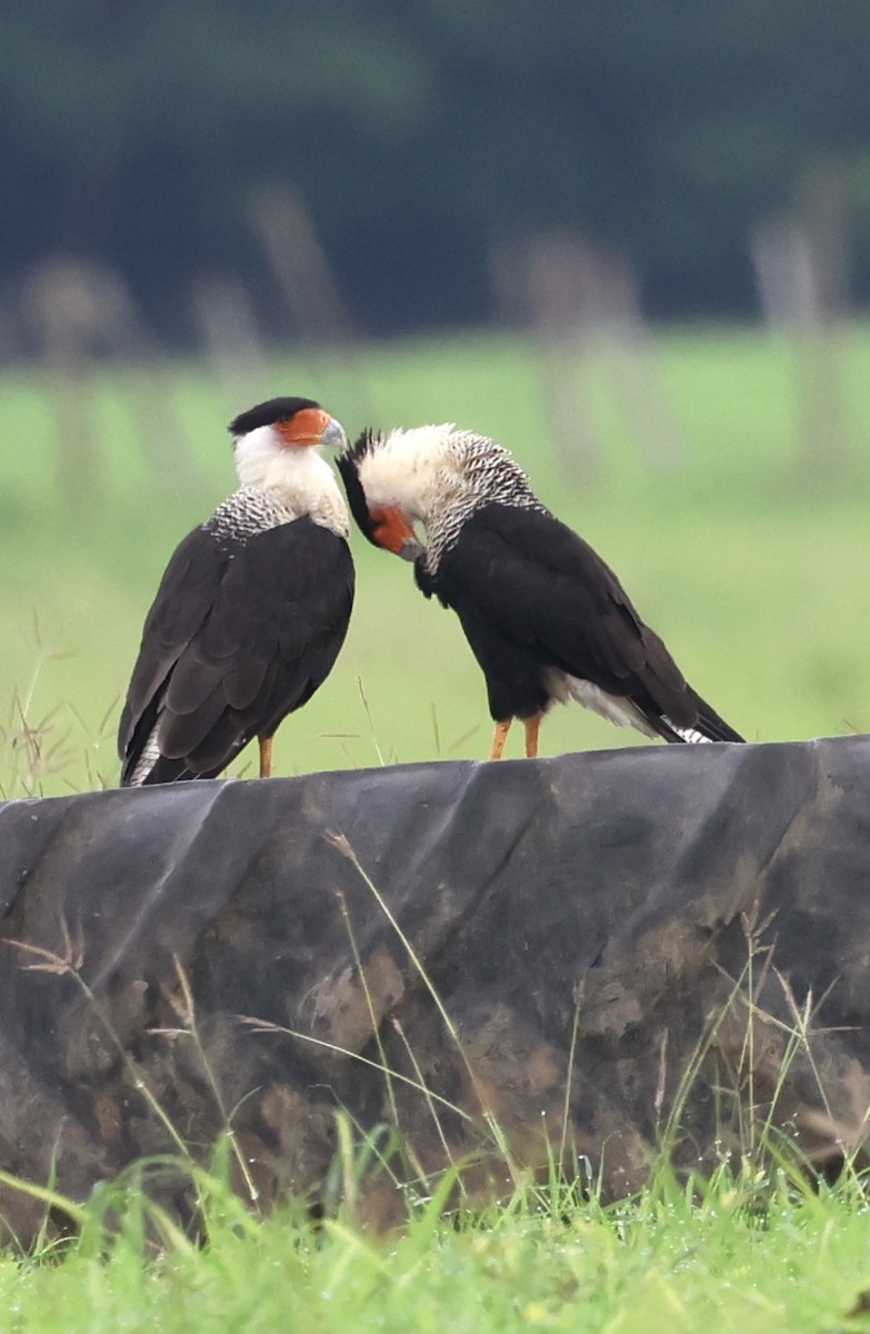 Crested Caracara (Northern) - ML637764554