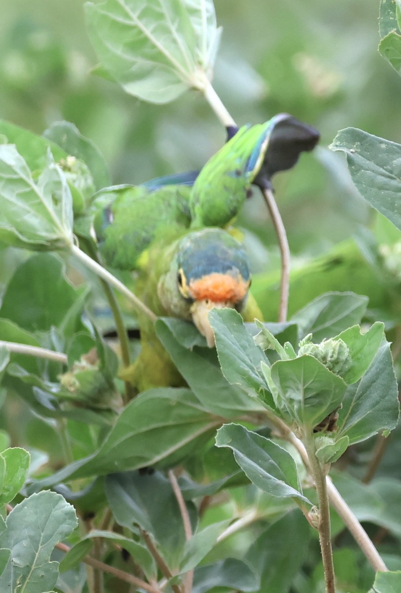 Orange-fronted Parakeet - ML637764570