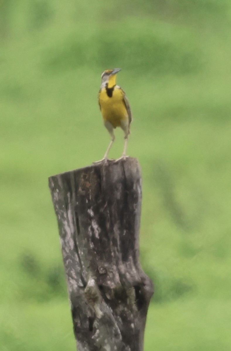Eastern Meadowlark - ML637764591