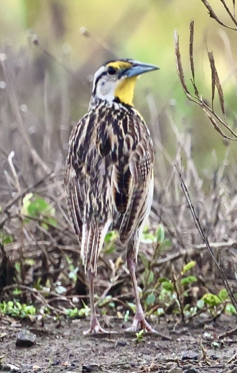 Eastern Meadowlark - ML637764592