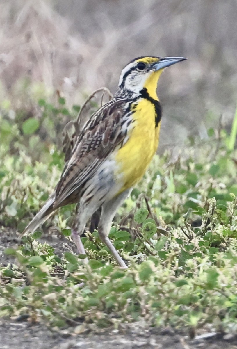 Eastern Meadowlark - ML637764593