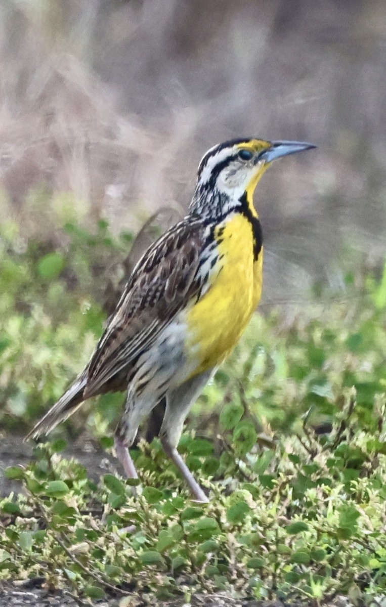 Eastern Meadowlark - ML637764594
