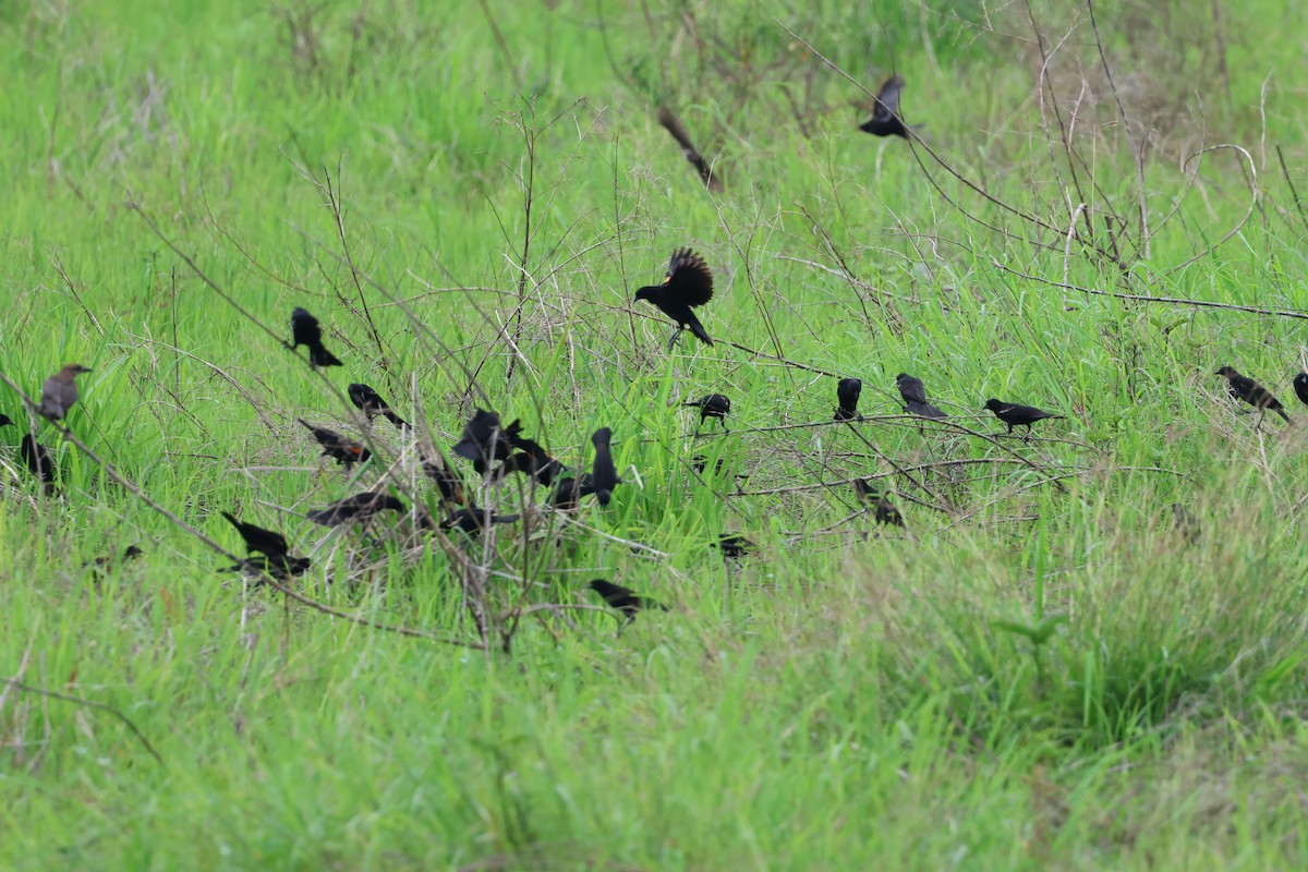 Red-winged Blackbird - ML637764623