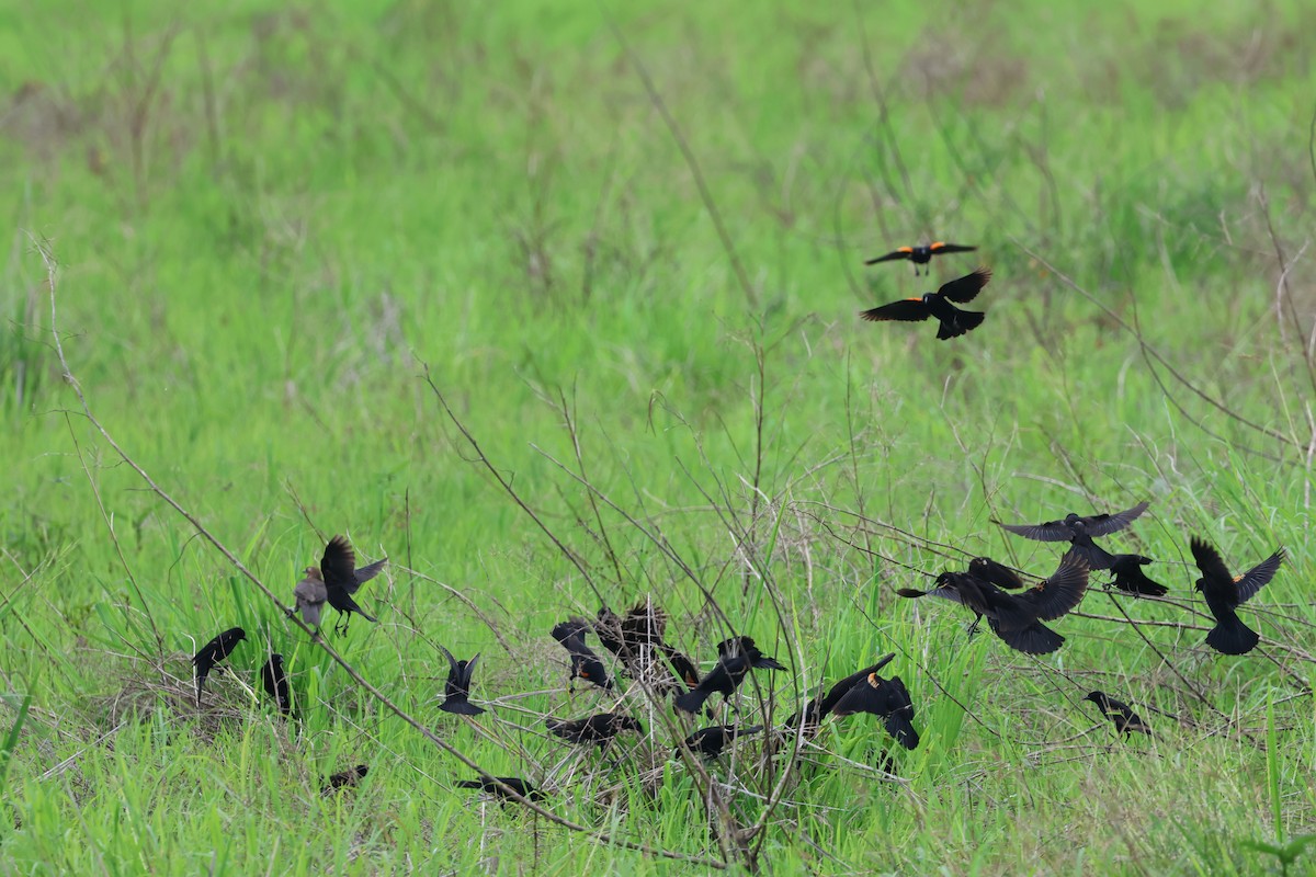 Red-winged Blackbird - ML637764624