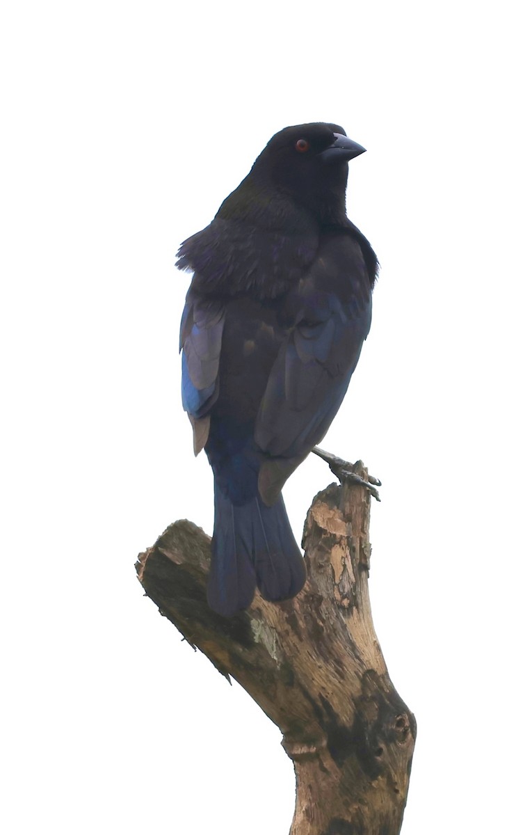 Bronzed Cowbird - ML637764652
