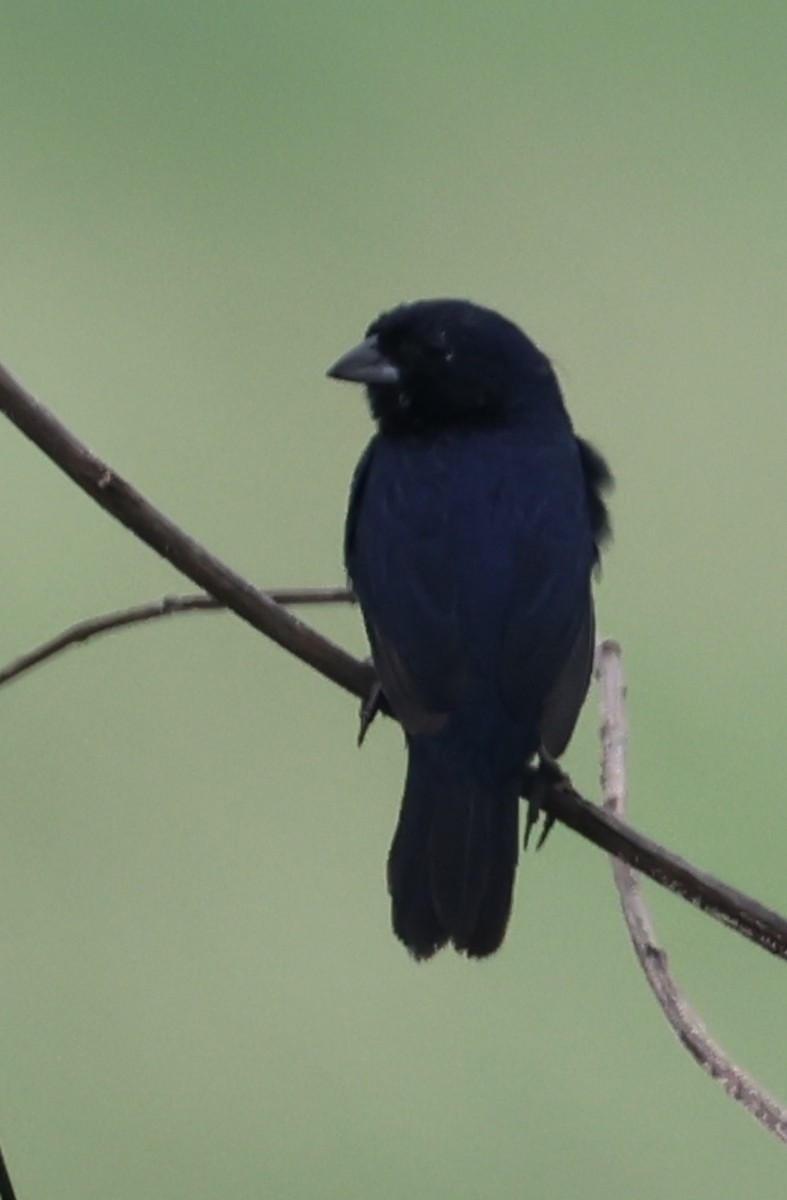Blue-black Grassquit - ML637764665