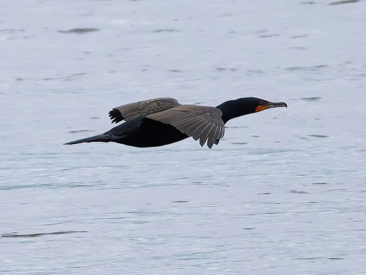 Double-crested Cormorant - ML637764668