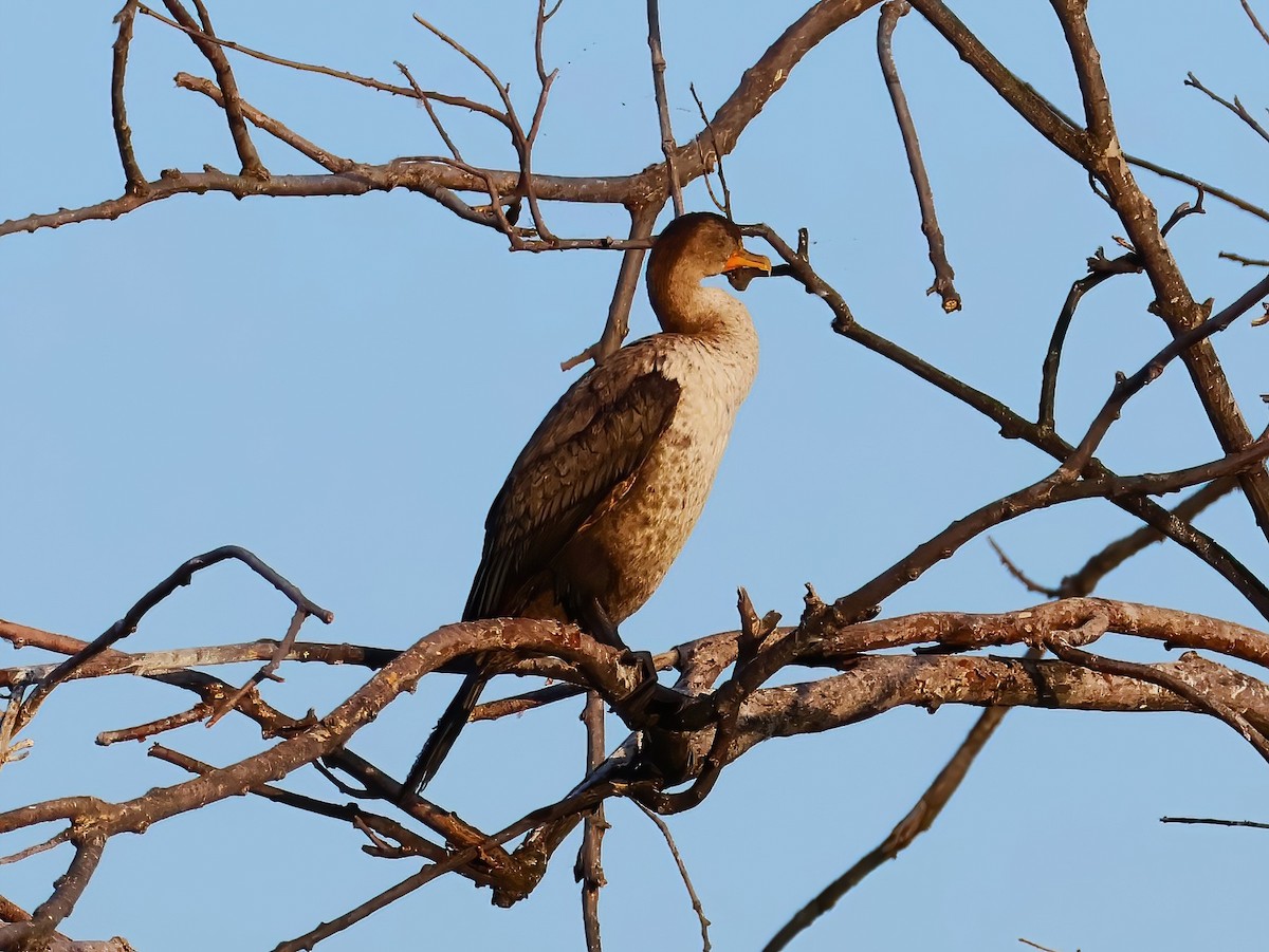 Double-crested Cormorant - ML637764669