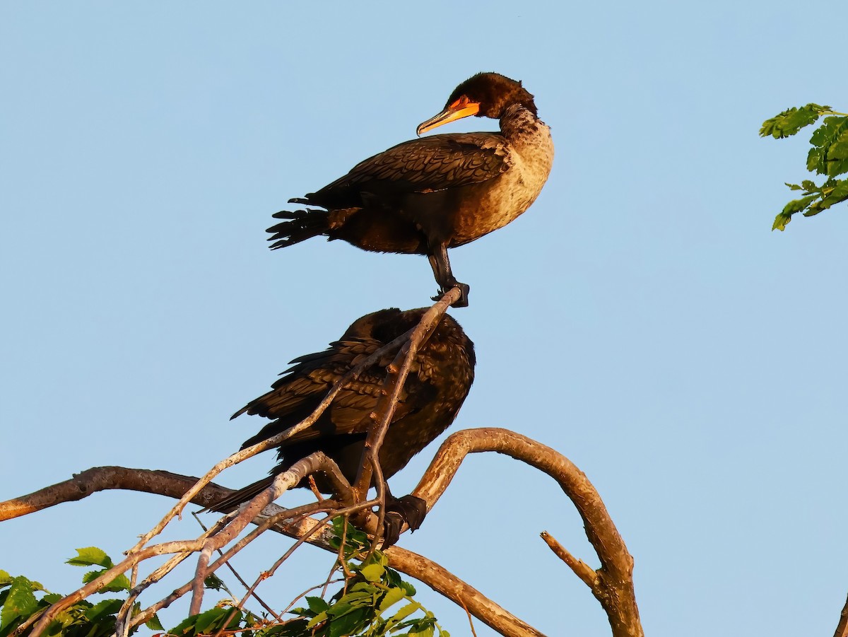 Double-crested Cormorant - ML637764670