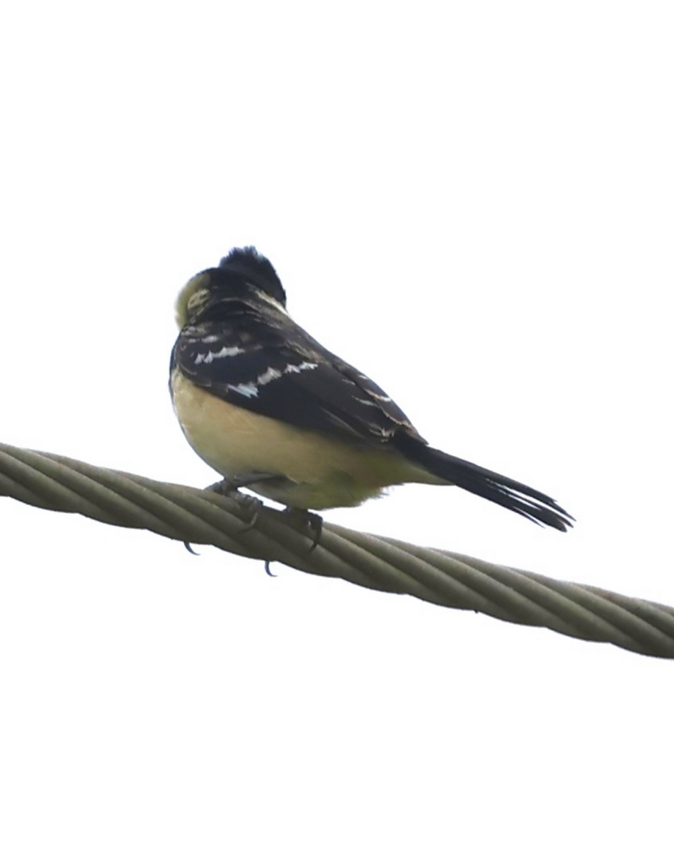 Morelet's Seedeater - ML637764675