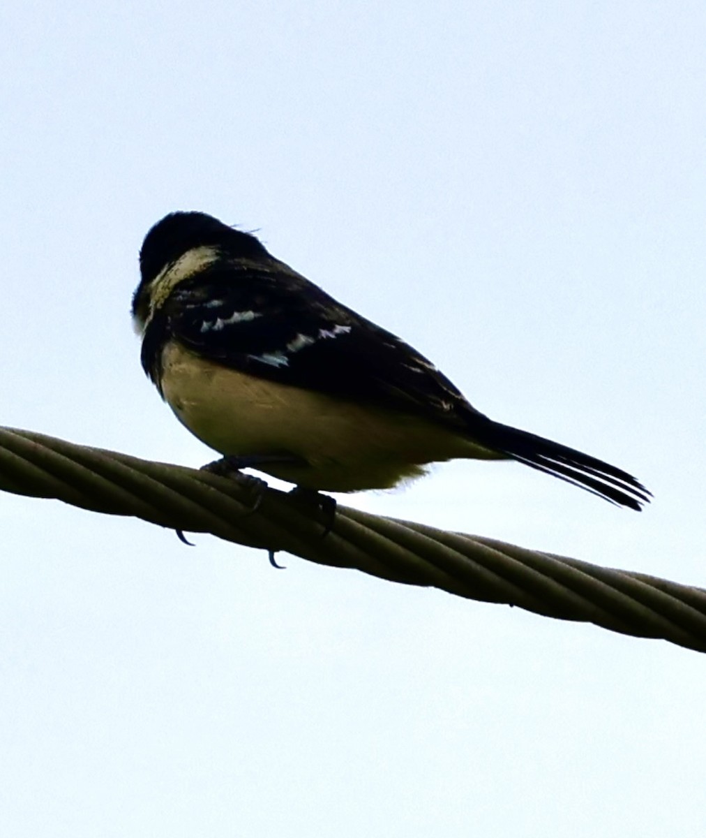 Morelet's Seedeater - ML637764676