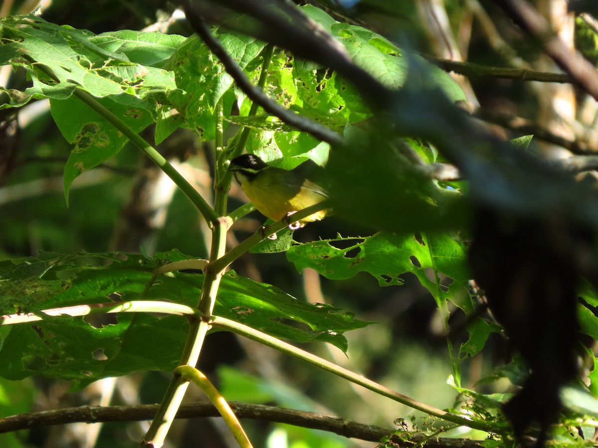 Moustached Brushfinch - ML637764700