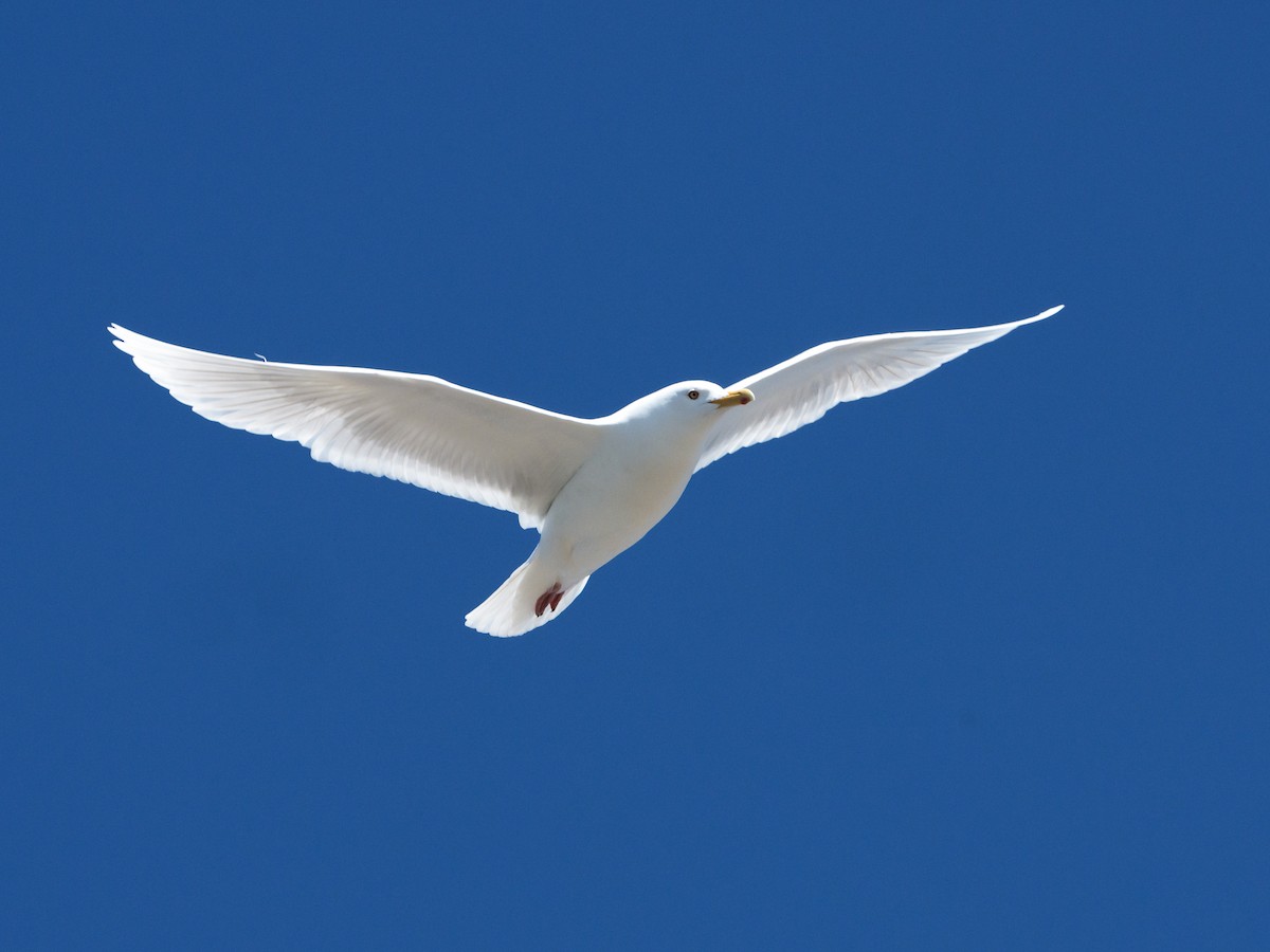 Glaucous Gull - ML637764702