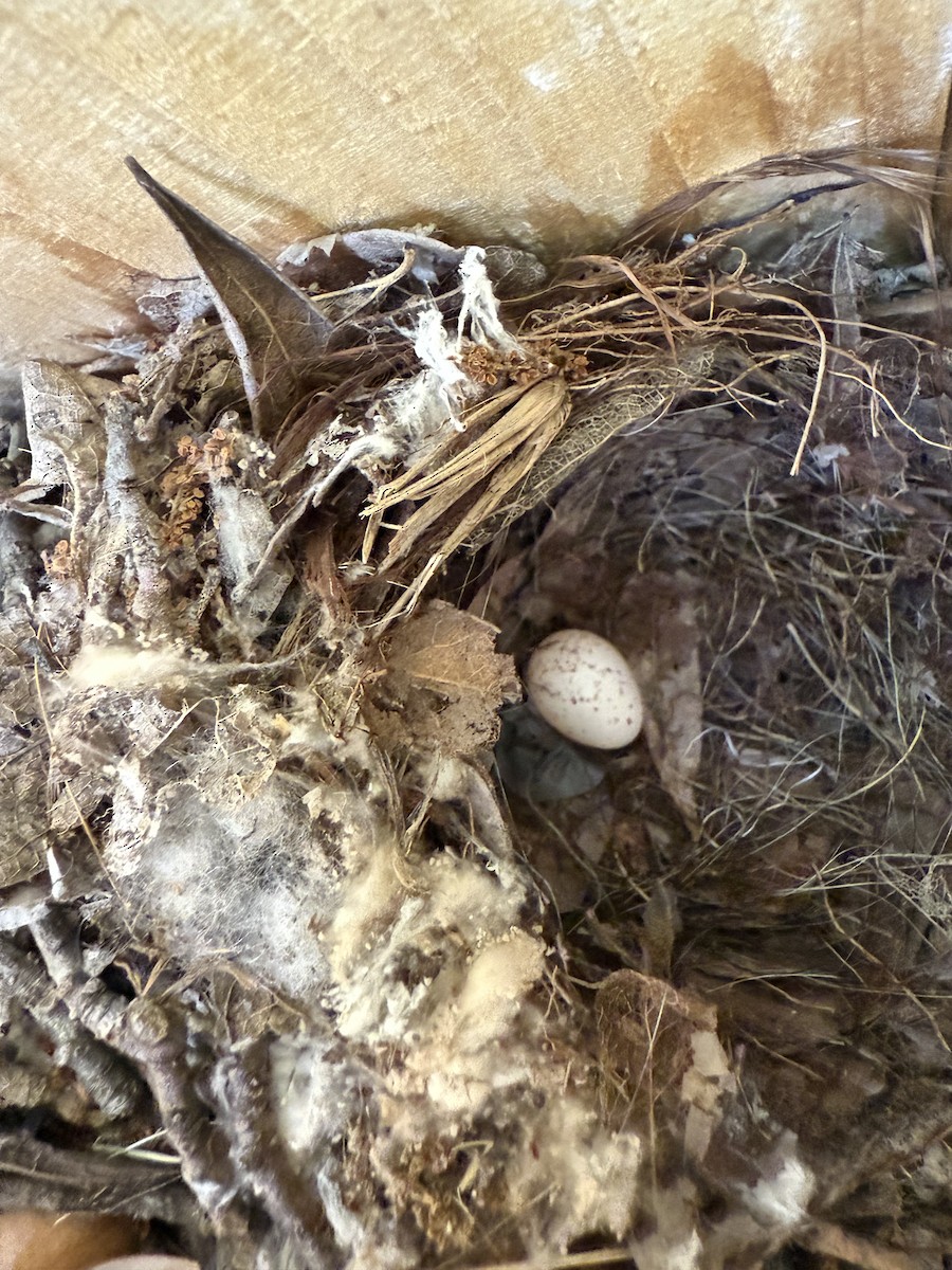 Bewick's Wren - ML637764794