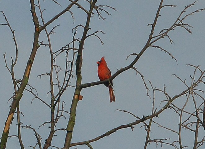 Northern Cardinal - ML637764856