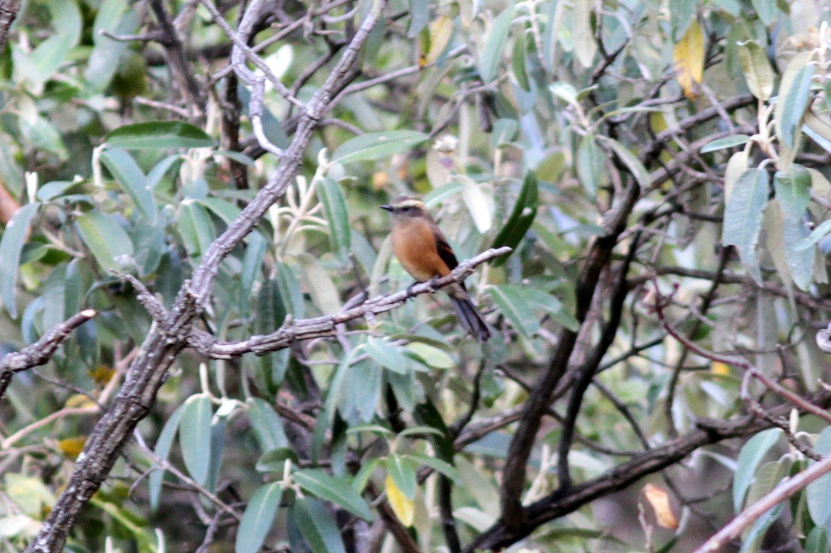 Brown-backed Chat-Tyrant - ML637764878