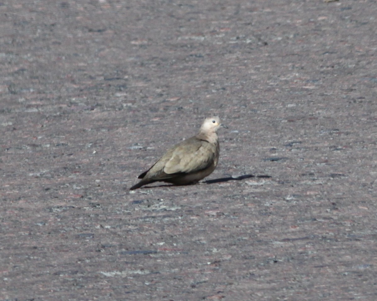 Black-winged Ground Dove - ML637764908