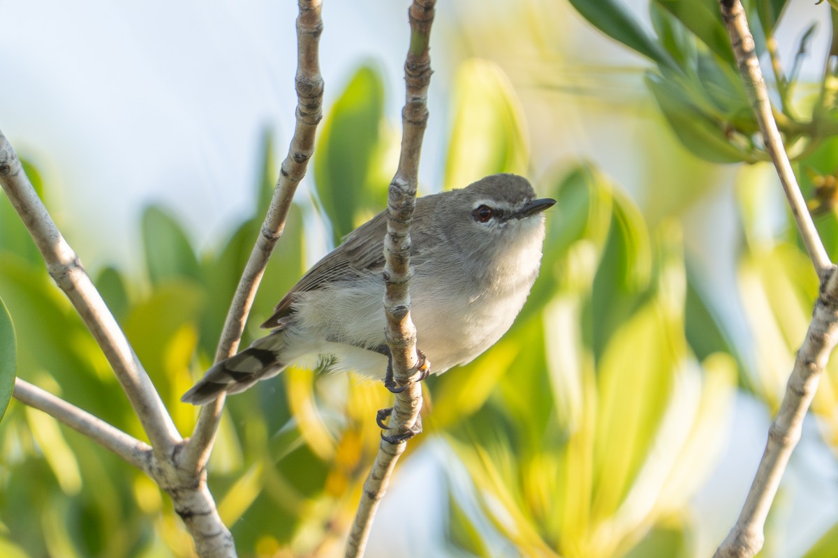 Mangrove Gerygone - ML637764948