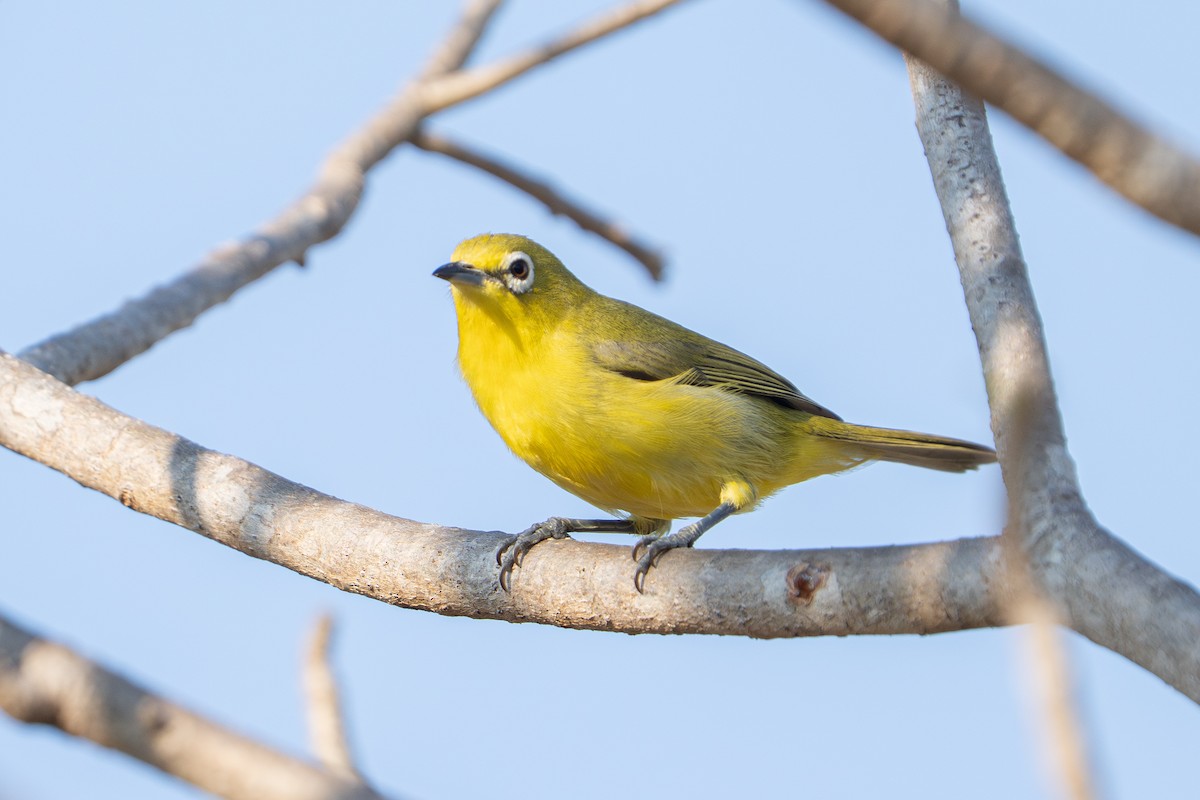Australian Yellow White-eye - ML637764955