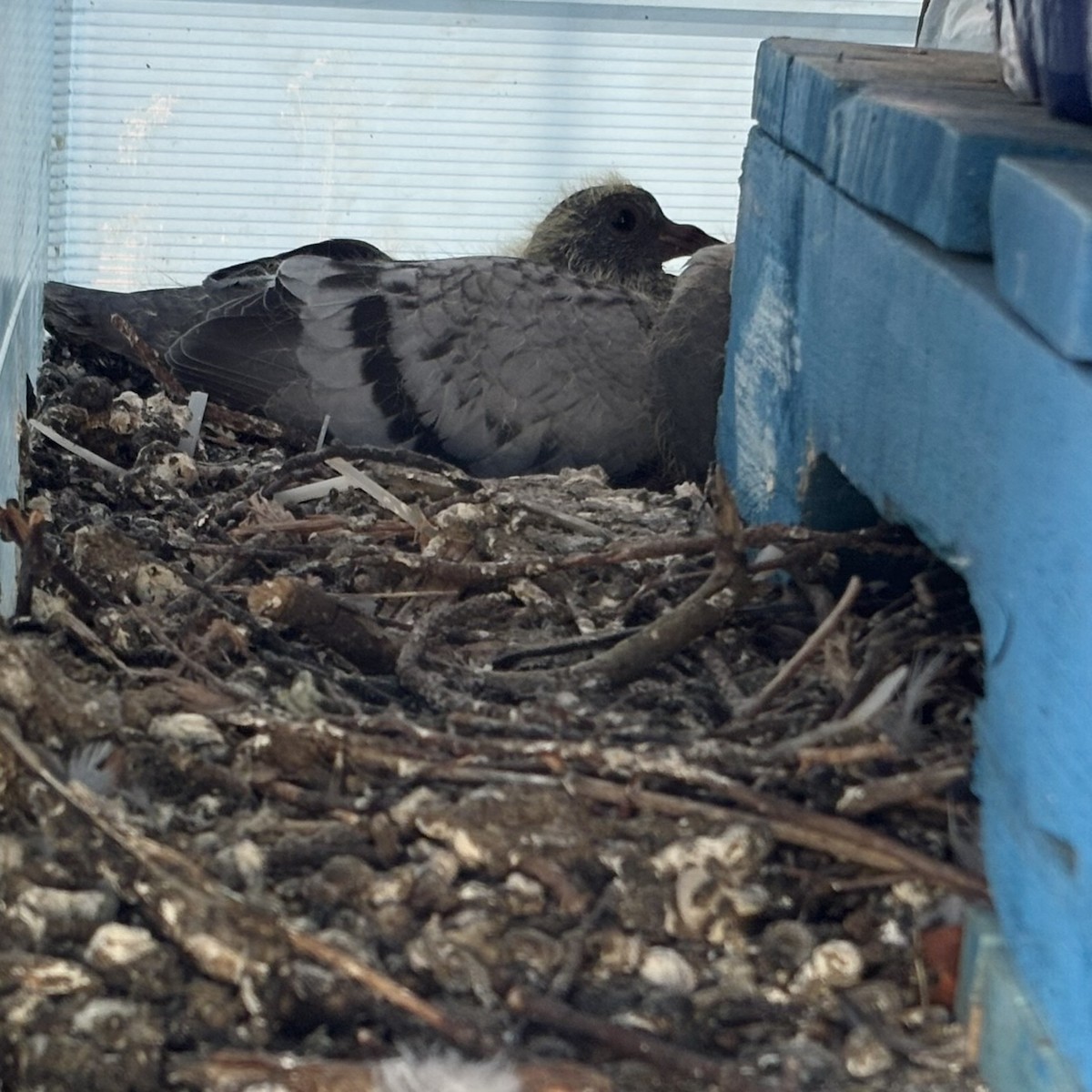 Rock Pigeon (Feral Pigeon) - ML637764972