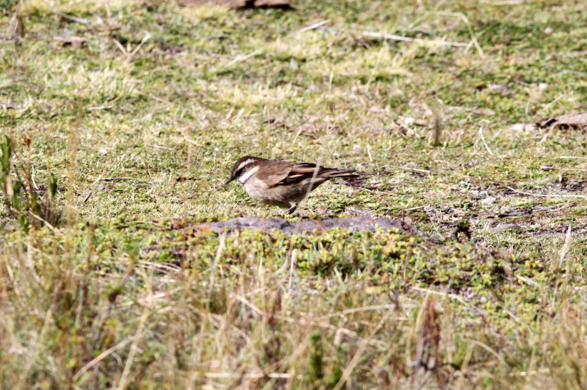 Chestnut-winged Cinclodes - ML637764981