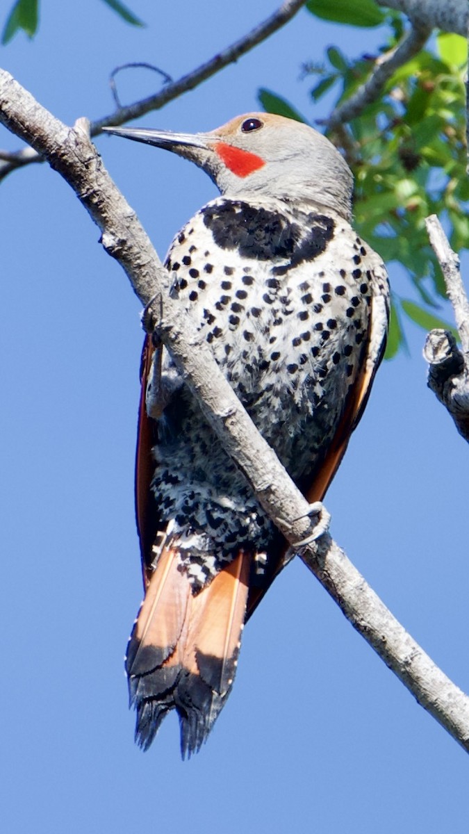 Northern Flicker - ML637764996