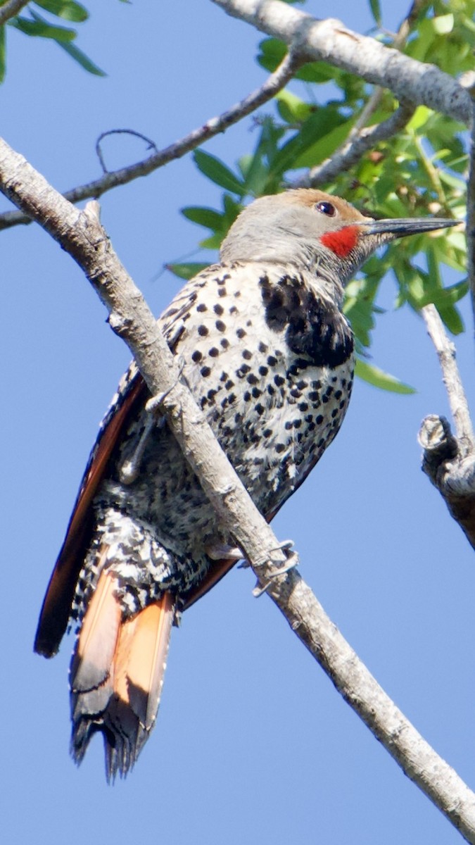 Northern Flicker - ML637764998