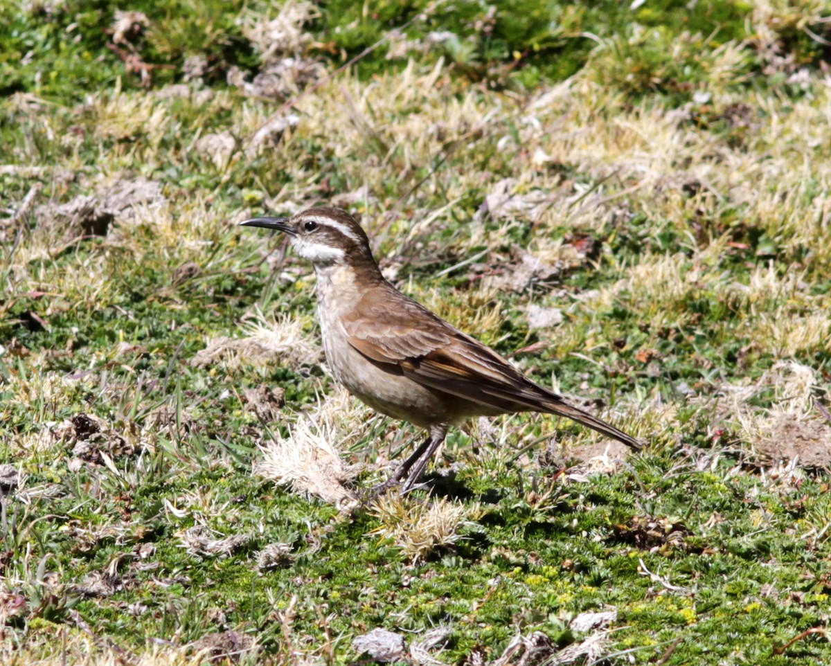 Stout-billed Cinclodes - ML637765005