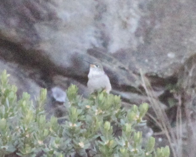 Ecuadorian Hillstar - ML637765024