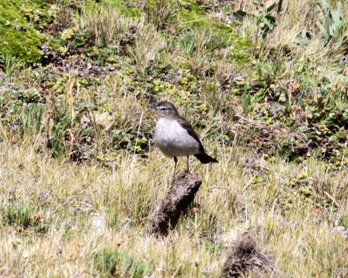 Plain-capped Ground-Tyrant - ML637765076
