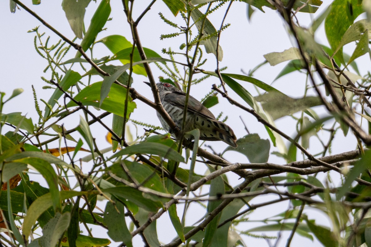 Little Bronze-Cuckoo (Little) - ML637765112