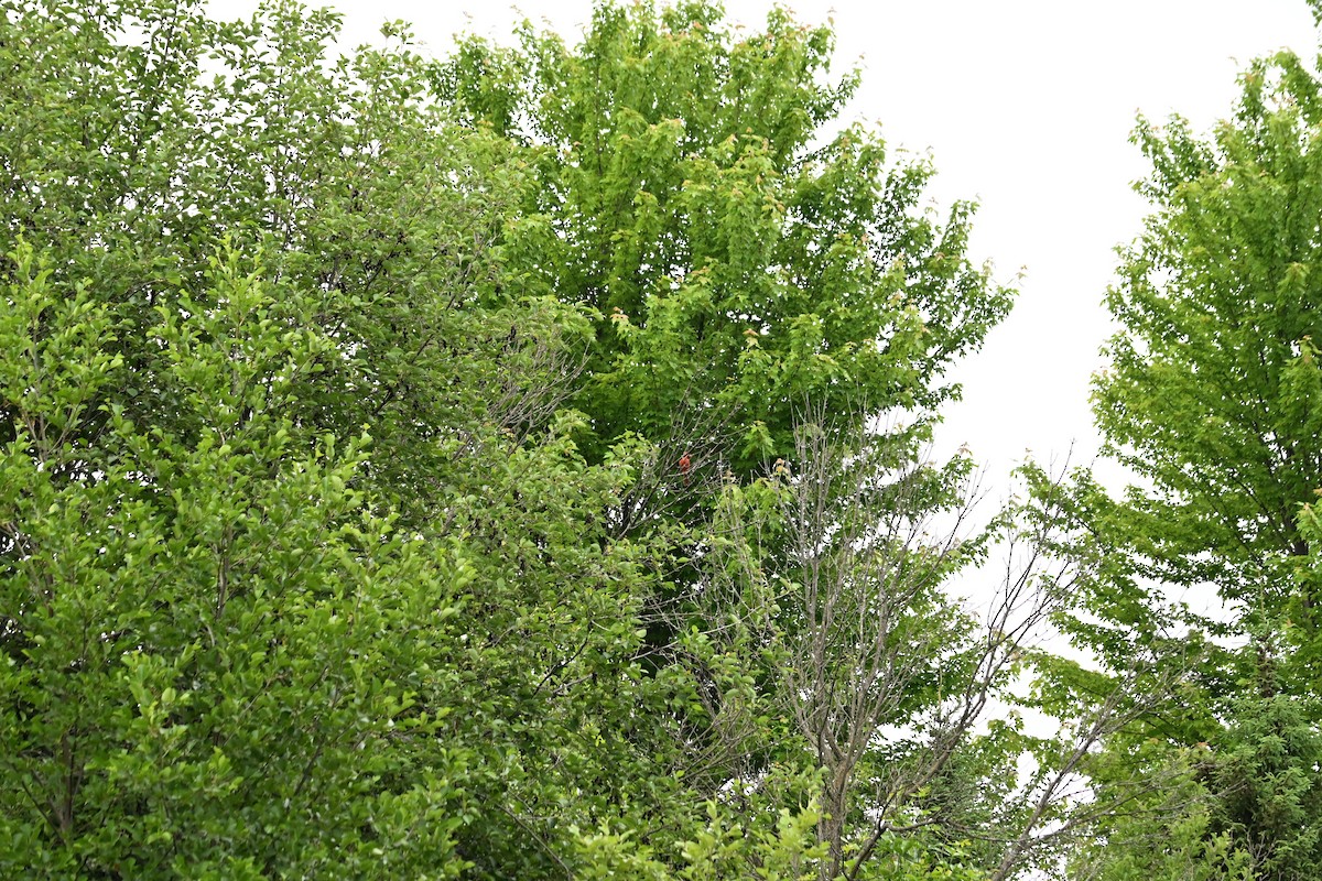 Northern Cardinal - ML637765194