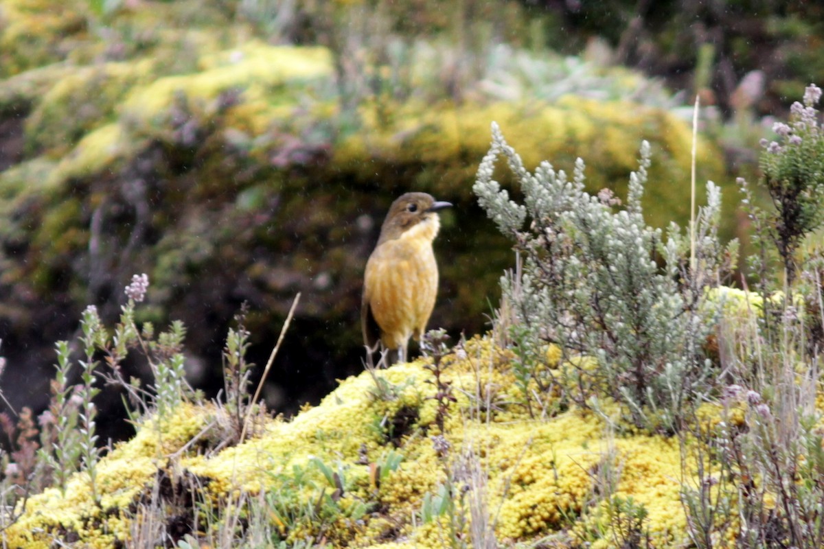 Tawny Antpitta - ML637765325