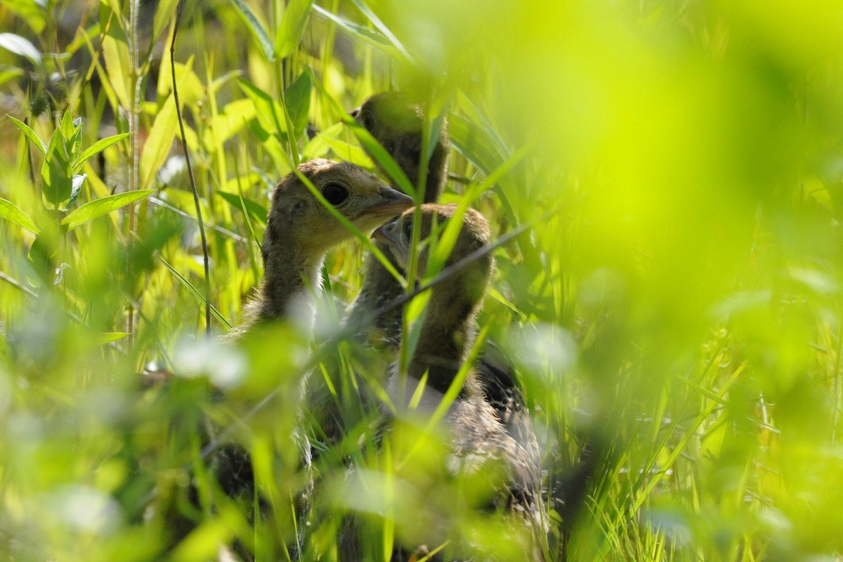 Wild Turkey - ML637765351