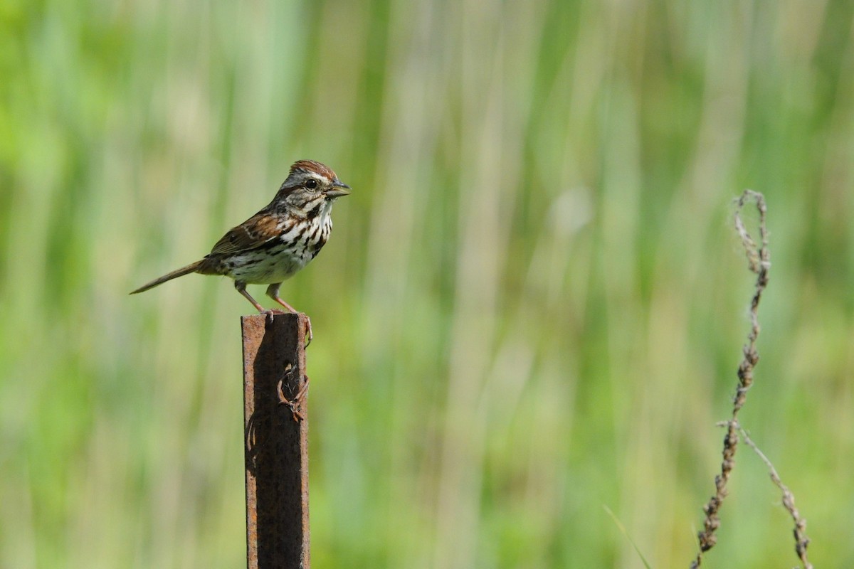 Song Sparrow - ML637765362