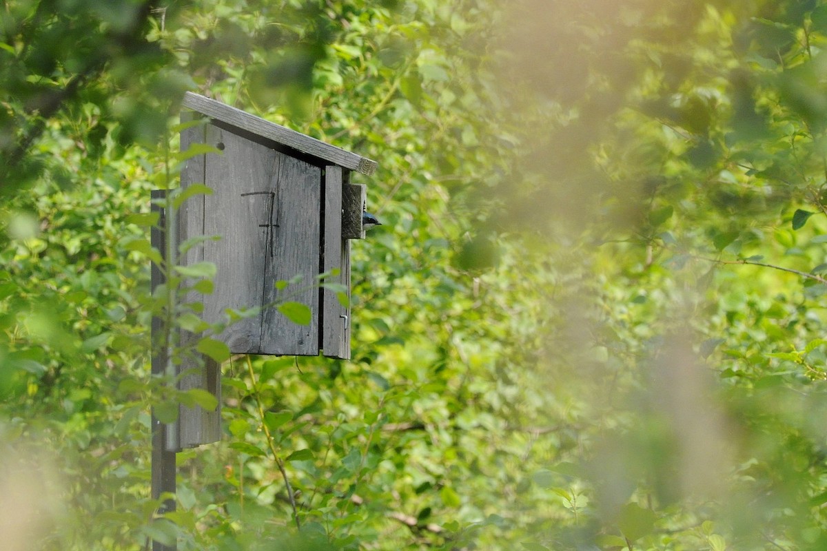 Tree Swallow - ML637765378