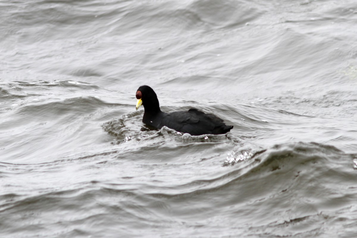 Slate-colored Coot - ML637765392