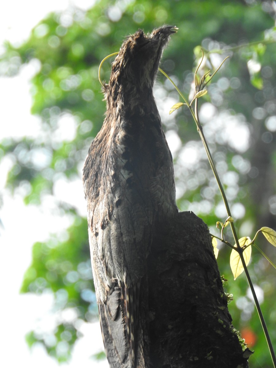 Long-tailed Potoo - ML637765429