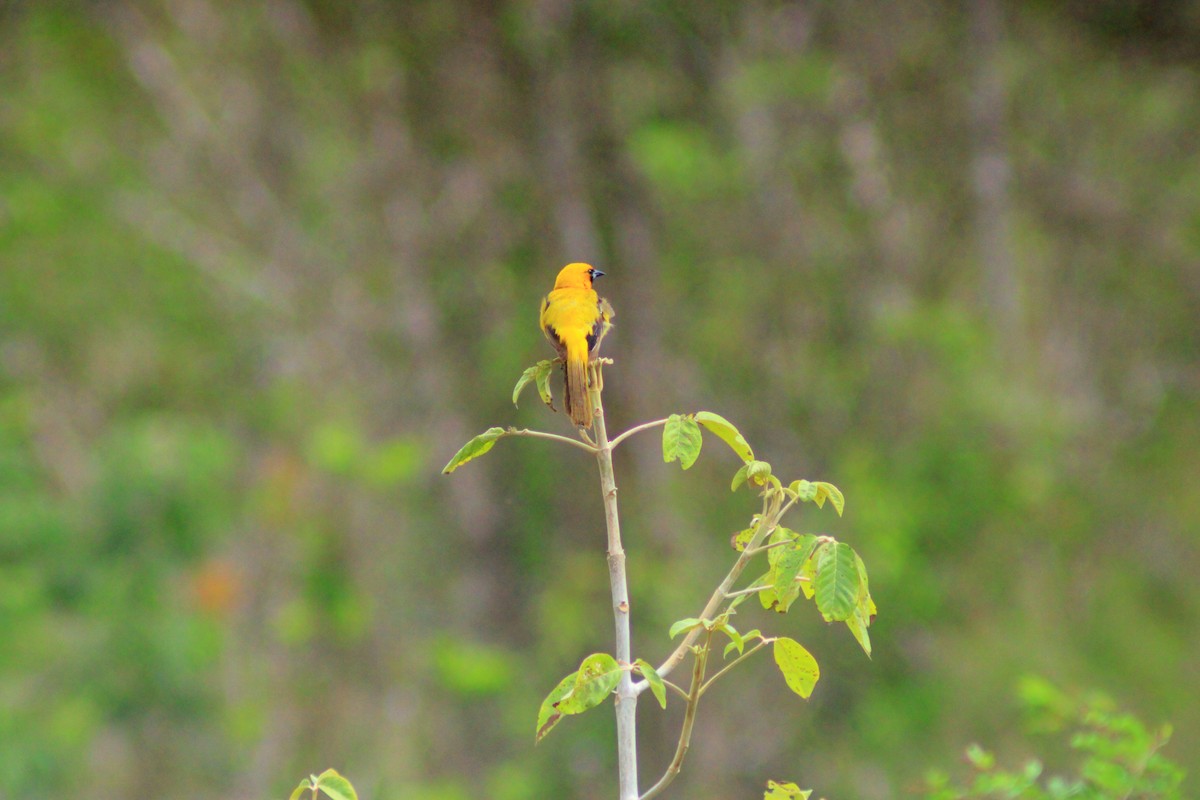 Yellow-tailed Oriole - ML637765459