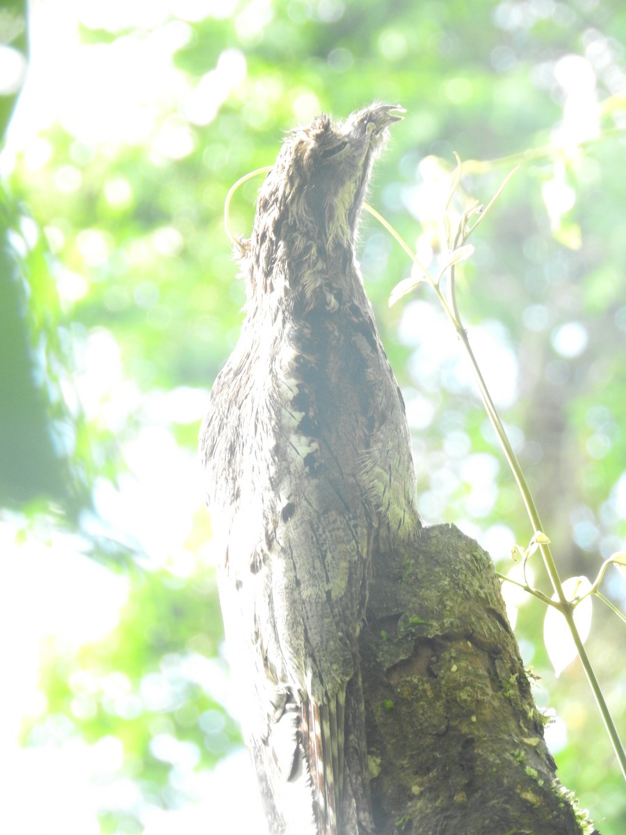 Long-tailed Potoo - ML637765466