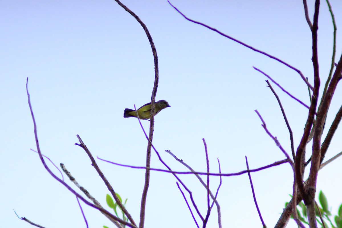 Scrub Euphonia - ML637765499