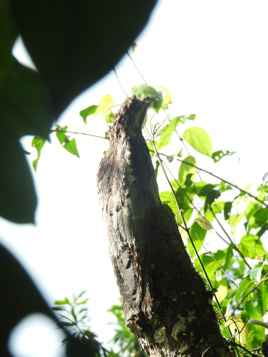 Long-tailed Potoo - ML637765516