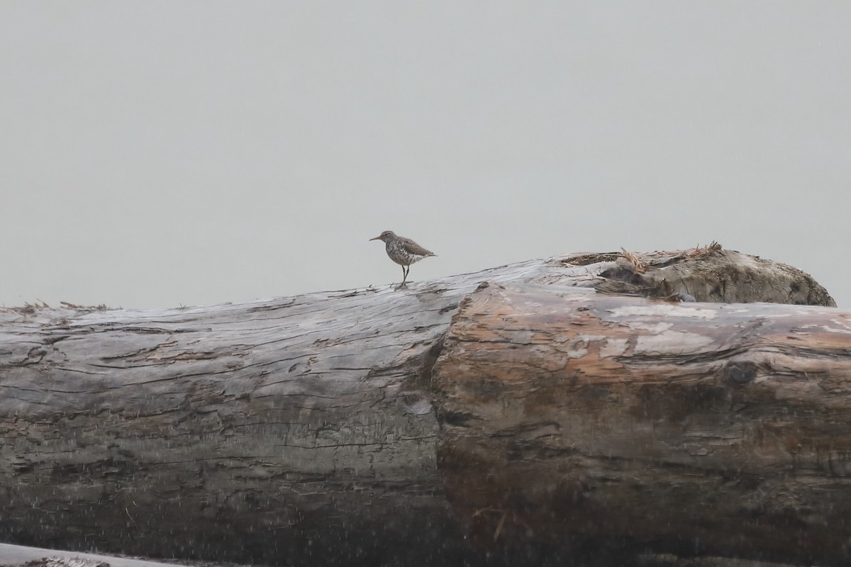Spotted Sandpiper - ML637765536