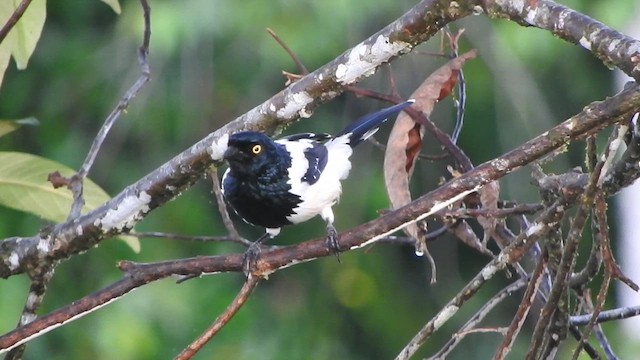 カササギフウキンチョウ - ML637765606