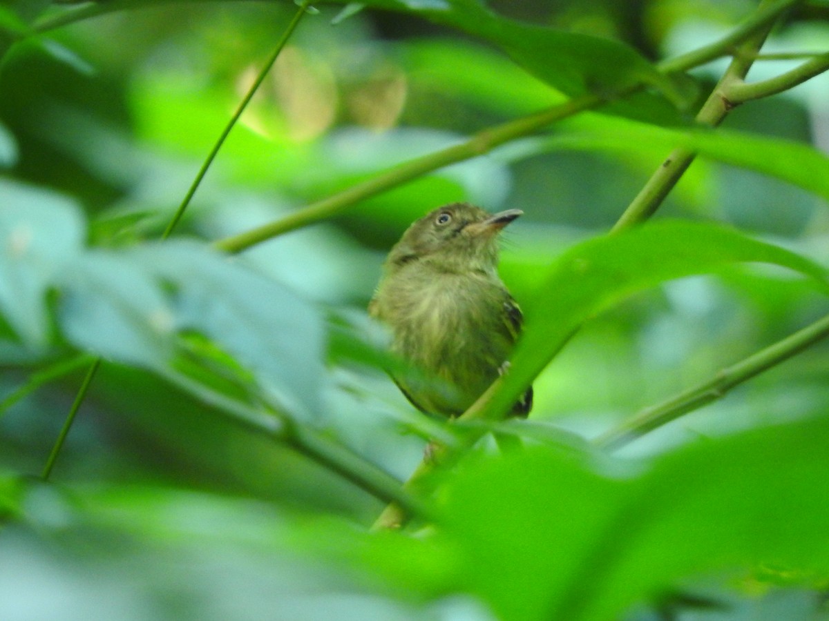 Double-banded Pygmy-Tyrant - ML637765623