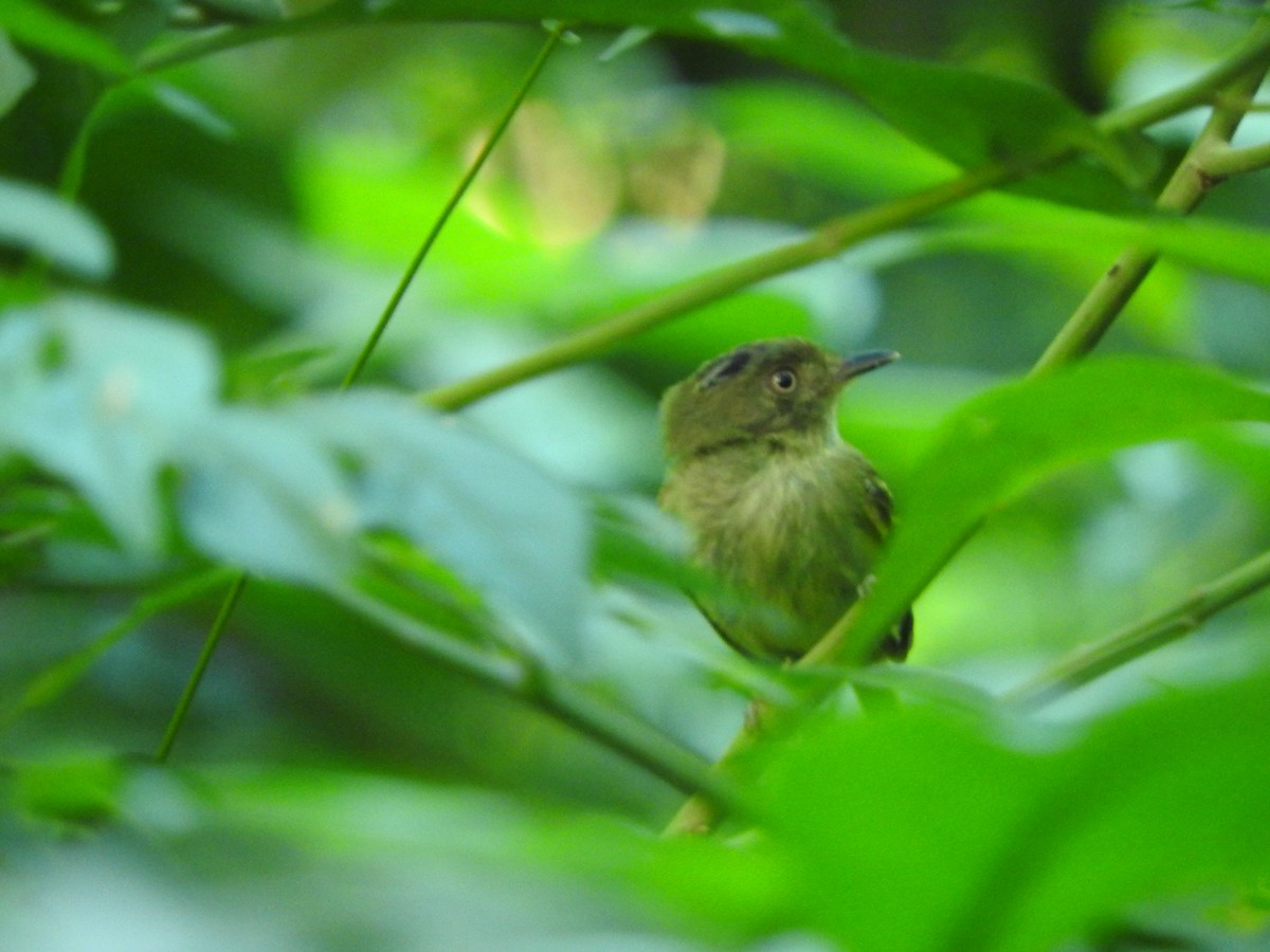 Double-banded Pygmy-Tyrant - ML637765624