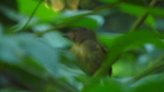 Double-banded Pygmy-Tyrant - ML637765625