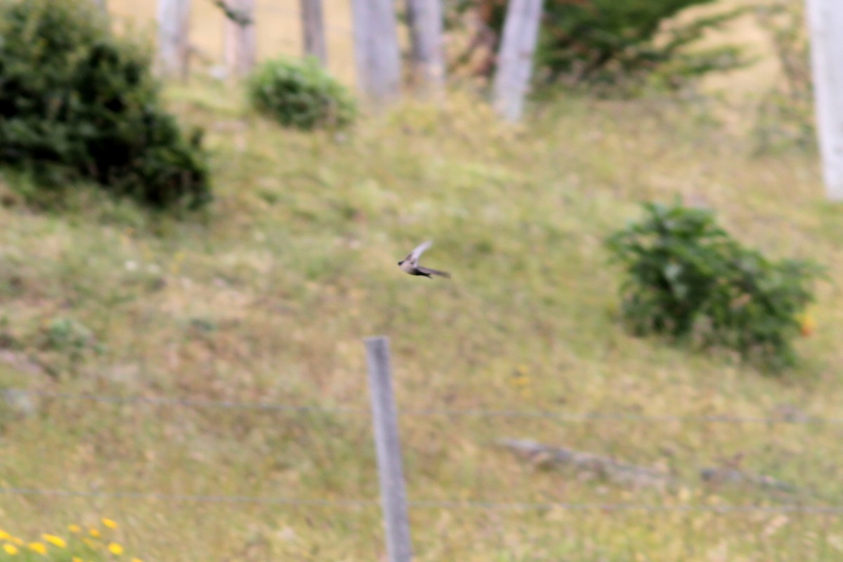 Brown-bellied Swallow - ML637765658